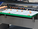 Calibreuse d'œufs, Machine de calibrage d’œufs 