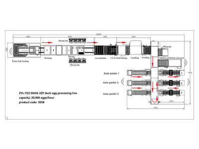 Ligne de traitement d'œufs 303B avec machine de nettoyage d'œuf et calibreuse